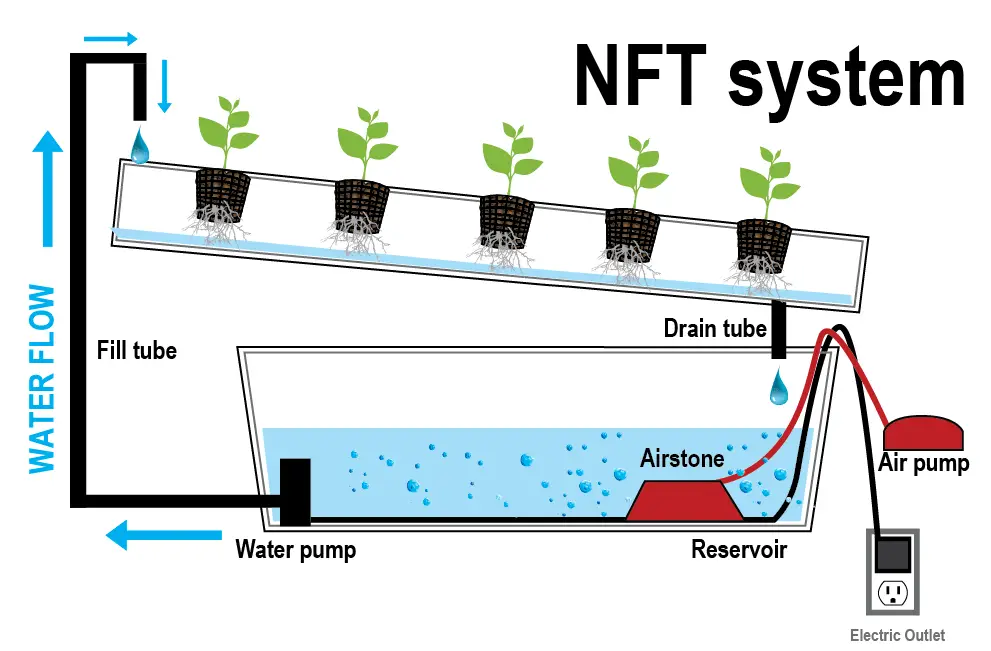 Aquaponic farming wiki 