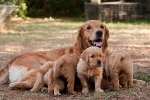 Dog Gestation Calculator & Pregnancy Chart