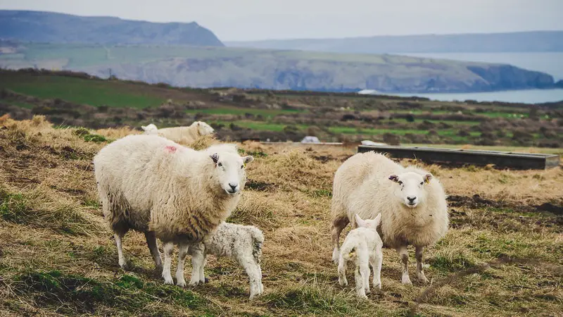 Sheep ewes and lambs