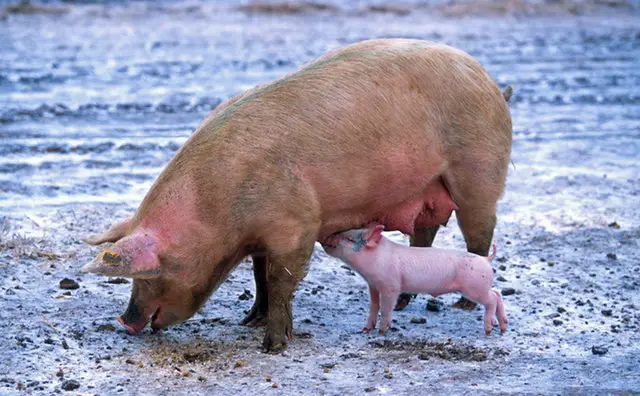 Pig Gestation and Pregnancy