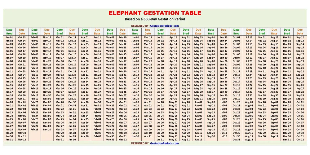 Elephant Gestation Table / Chart