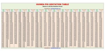 Guinea Pig Gestation Table / Chart