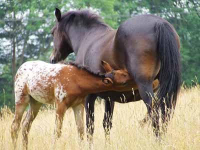 Mare and Her Foal