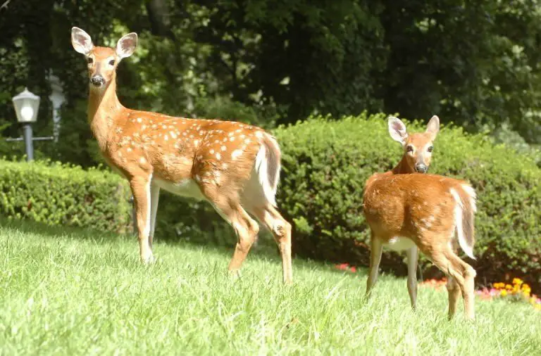 Female deer and young