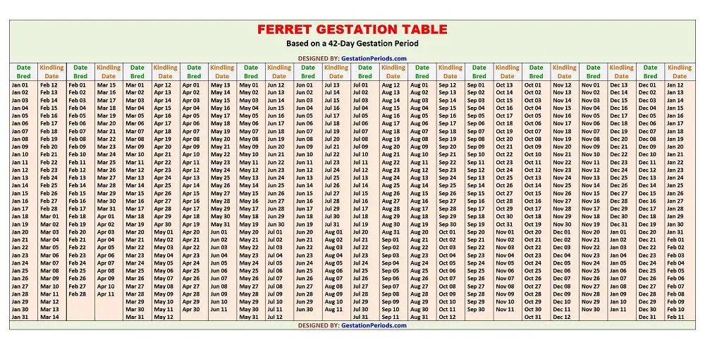 Ferret Gestation Table / Chart