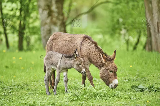 Jennet and foal