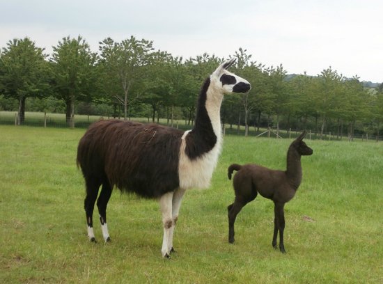 Dam llama and cria