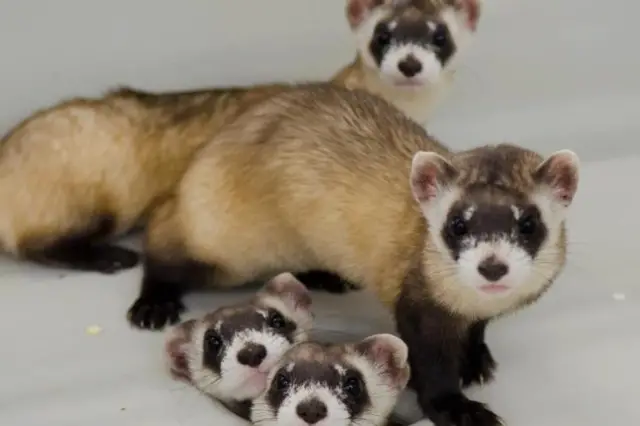 Female ferret (Jill) and young