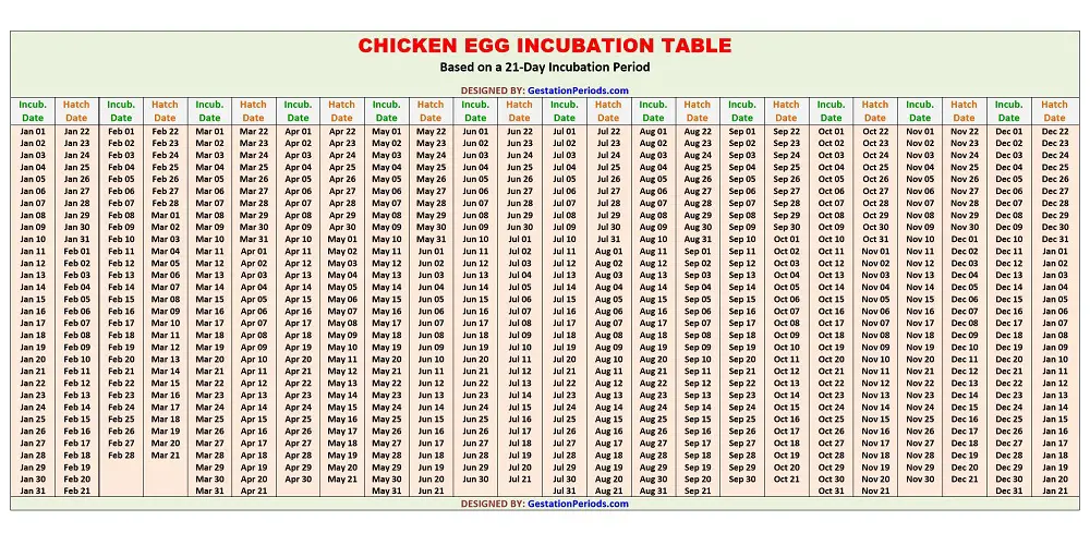 Chicken Egg Incubation Table / Chart