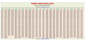 Rabbit Gestation Table