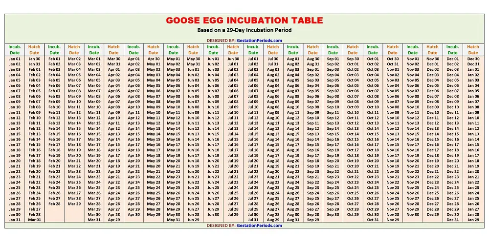 Goose Egg Incubation Table / Chart