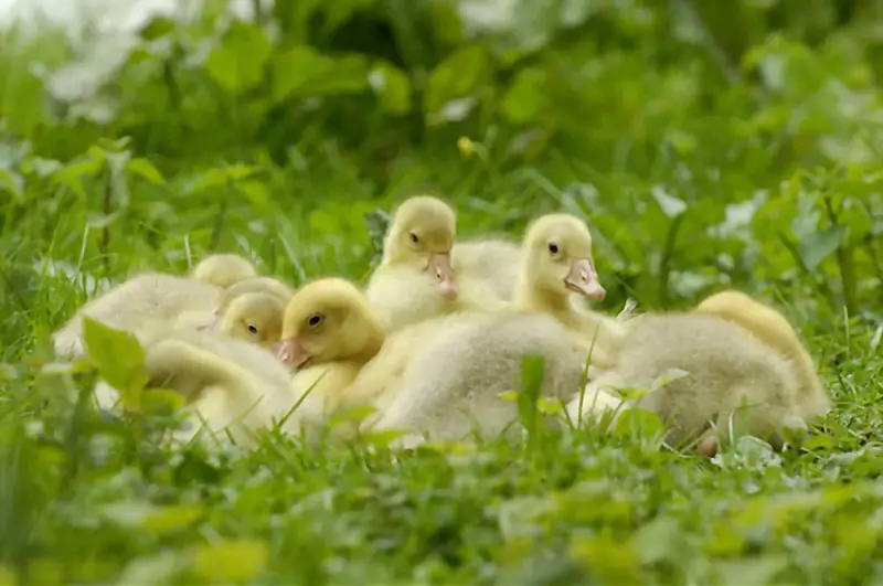 Goslings