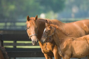 Horse and foal