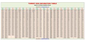 Turkey Egg Incubation Calculator and Chart