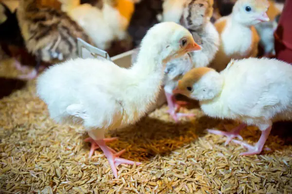 newly hatched poults