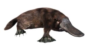 platypus