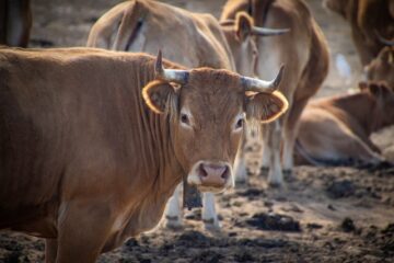 Cow Gestation and Pregnancy