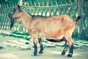 The Best Guide to Goat Gestation & Pregnancy