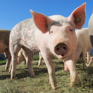 Pig Gestation and Pregnancy