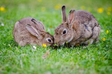 Rabbit Gestation and Pregnancy