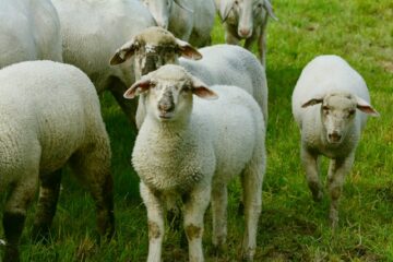 Sheep Gestation and Pregnancy