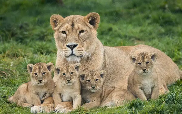 Lioness and cubs