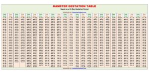 Hamster Gestation Calculator and Chart