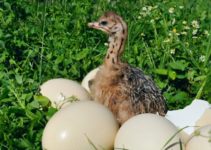 Ostrich Egg Incubation Calculator and Chart