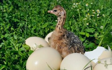 Newly hatched ostrich egg