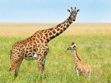 Mother and Baby Giraffe