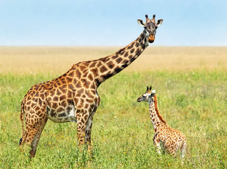 Mother and Baby Giraffe