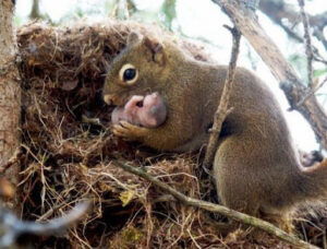 Squirrel Gestation Period and Chart