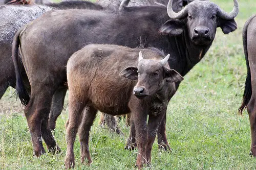 Buffalo Cow and Calf