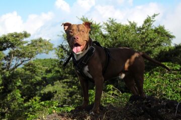 American Pit Bull Terrier