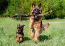 German Shepherd Gestation Calculator & Pregnancy Calendar