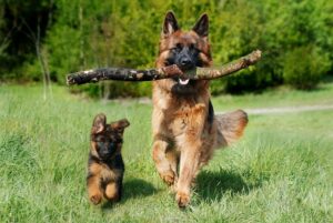 German Shephard and Pup