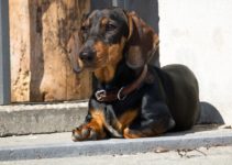 Dachshund Gestation Calculator & Pregnancy Calendar