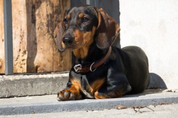 dachshund pregnancy