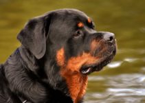 Rottweiler Gestation Calculator & Pregnancy Calendar