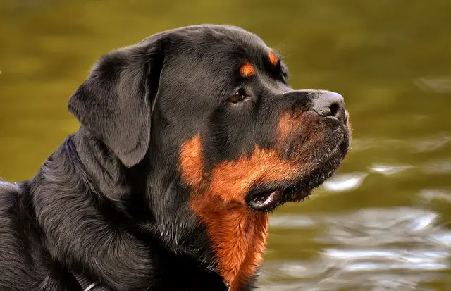 Rottweiler